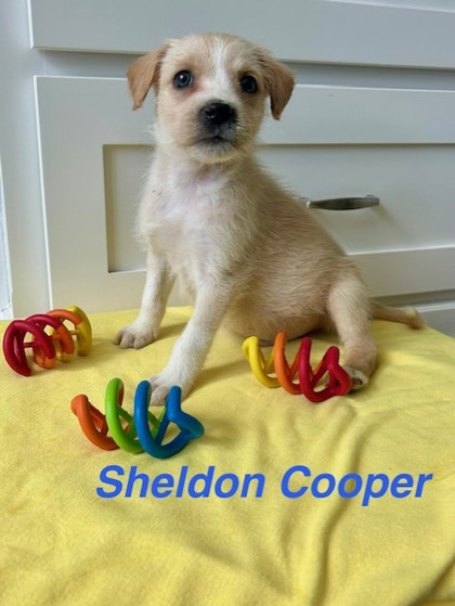 Shelter Stray Male Dog last seen E 27th St and Brighton Ave, KCMO, 64128, 64128, MO, 7077 Elmwood Ave, Kansas City, MO 64132, USA