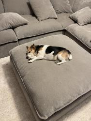 Reunited Male Dog last seen Wood oak dr, Memphis, TN 38016