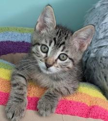 Shelter Stray Male Cat last seen Truman & Kensington, KCMO, 64127, 64127, MO, 7077 Elmwood Ave, Kansas City, MO 64132, USA
