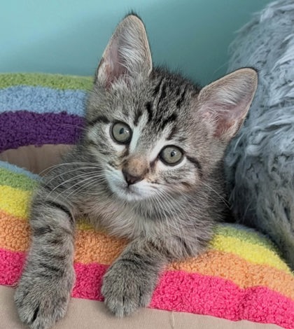 Shelter Stray Male Cat last seen Truman & Kensington, KCMO, 64127, 64127, MO, 7077 Elmwood Ave, Kansas City, MO 64132, USA