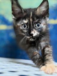 Shelter Stray Female Cat last seen Truman & Kensington, KCMO, 64127, 64127, MO, 7077 Elmwood Ave, Kansas City, MO 64132, USA