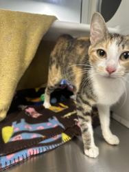 Shelter Stray Female Cat last seen Swope Park Golf Course KCMO 64123, 64123, MO, 7077 Elmwood Ave, Kansas City, MO 64132, USA
