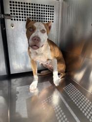Shelter Stray Female Dog last seen Near WILSON RD, East District,, 355 Hillshire Dr, Haslet, TX 76052, USA