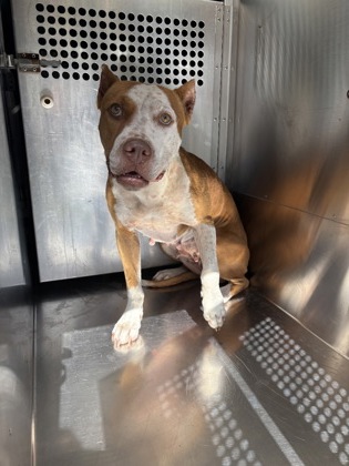Shelter Stray Female Dog last seen Near WILSON RD, East District,, 355 Hillshire Dr, Haslet, TX 76052, USA