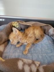 Shelter Stray Male Cat last seen Near N Richardt Ave, Out of County - Marion, IN, 10501 Hague Rd, Fishers, IN 46038, USA