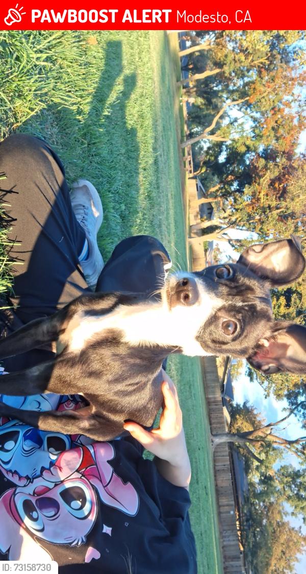 Lost Male Dog last seen I street, Modesto, CA 95351