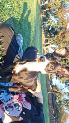 Lost Male Dog last seen I street, Modesto, CA 95351