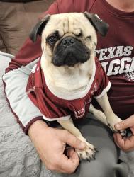 Reunited Male Dog last seen Mckean and Clay, Houston, TX 77079