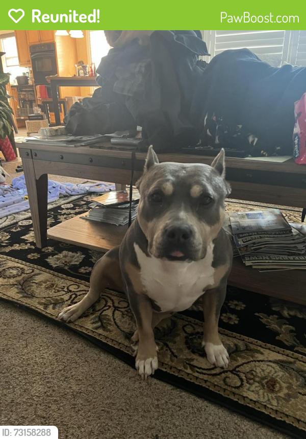 Reunited Female Dog last seen Carroll white drive, Indianapolis, IN 46219