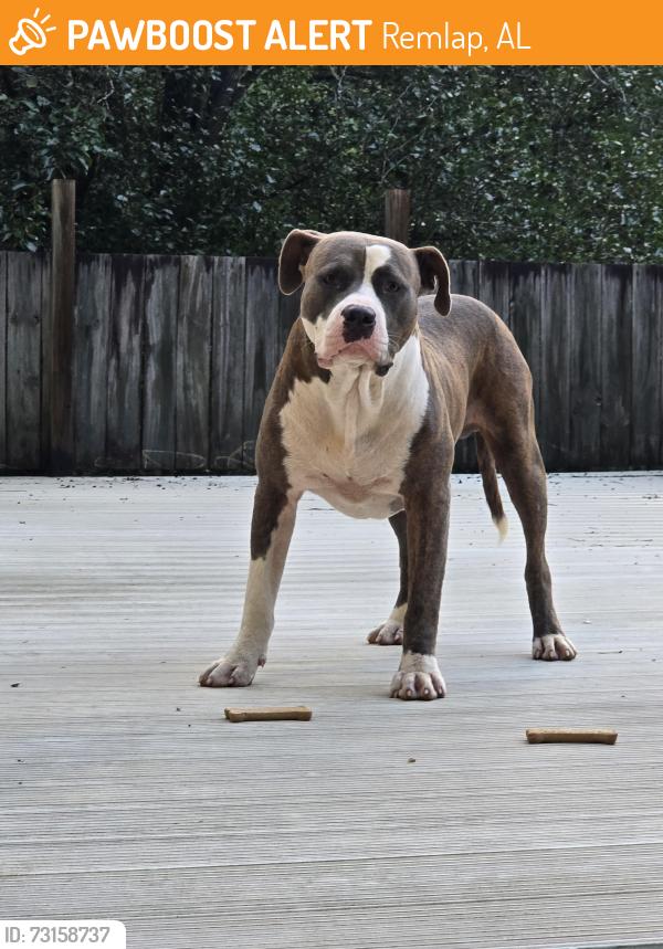 Found/Stray Male Dog last seen Sand valley rd remlap al, Remlap, AL 35133