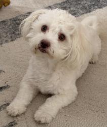 Reunited Male Dog last seen Near Mickle Creek Dr, Houston, TX 77049, USA, Houston, TX 77049