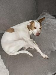 Reunited Female Dog last seen Wood oak dr, Memphis, TN 38016