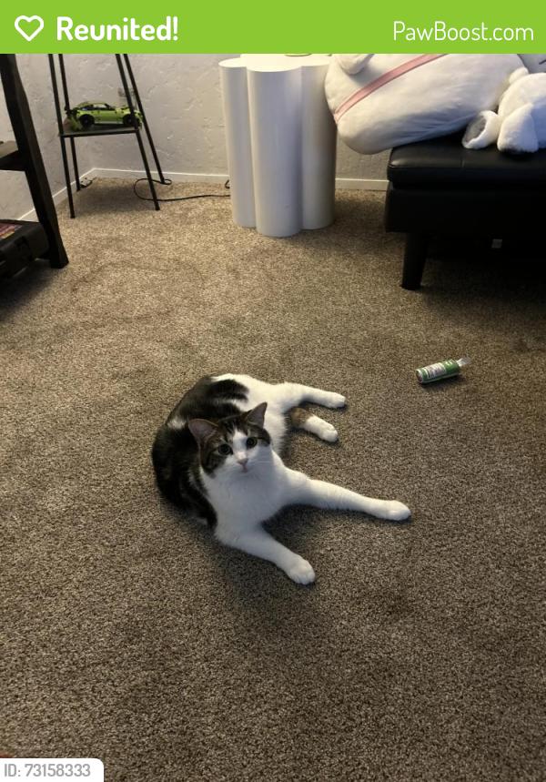 Reunited Male Cat last seen on 135th ave nearby Sw brittany dr, Portland, OR 97223