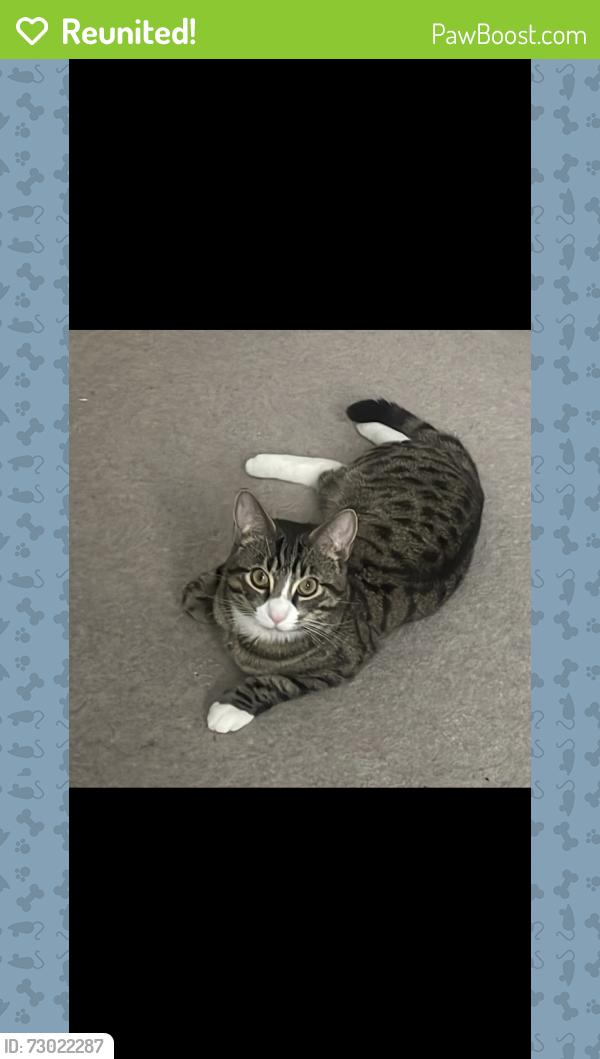 Reunited Male Cat last seen Beatty court, Sholing, England SO19 8RQ