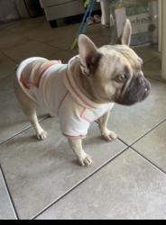 Reunited Male Dog last seen June way, El Cajon, CA 92021