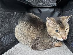 Found/Stray Female Cat last seen Chandler Blvd and McQueen, Chandler, AZ 85224
