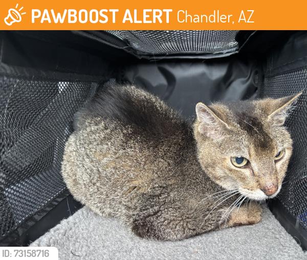 Found/Stray Female Cat last seen Chandler Blvd and McQueen, Chandler, AZ 85224