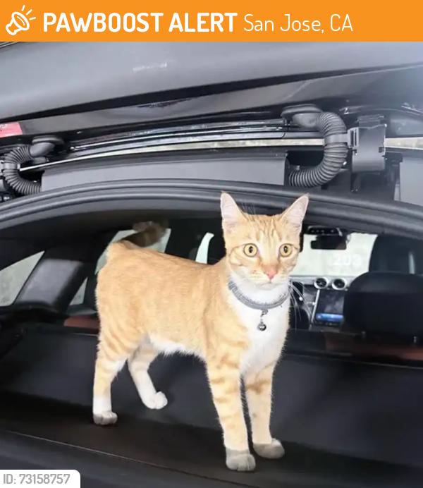 Found/Stray Male Cat last seen Winfield, San Jose, CA 95123
