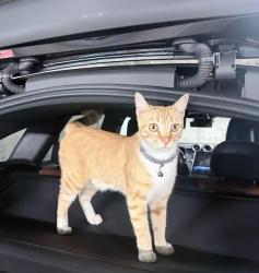 Found/Stray Male Cat last seen Winfield, San Jose, CA 95123