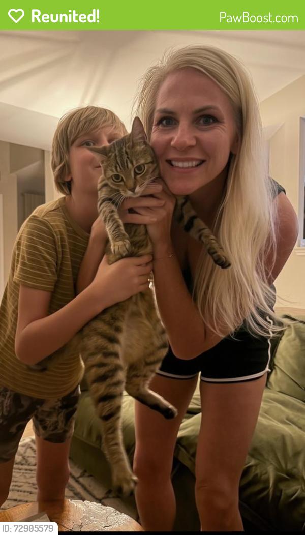 Reunited Female Cat last seen Leisure and Balboa, Navarre, FL 32566