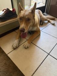 Found/Stray Male Dog last seen Monterey Rd, San Jose, CA 95112