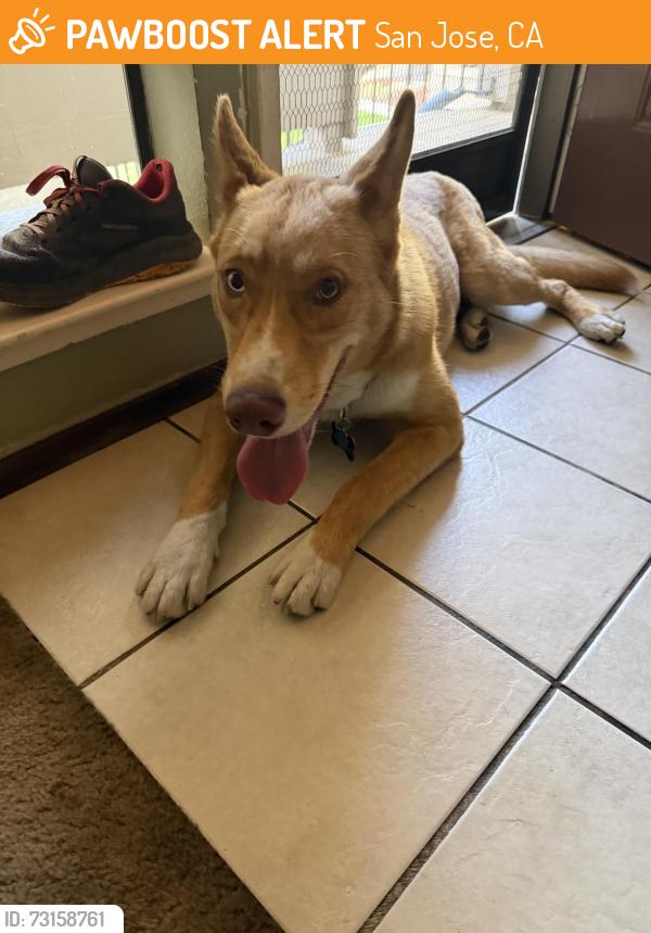 Found/Stray Male Dog last seen Monterey Rd, San Jose, CA 95112
