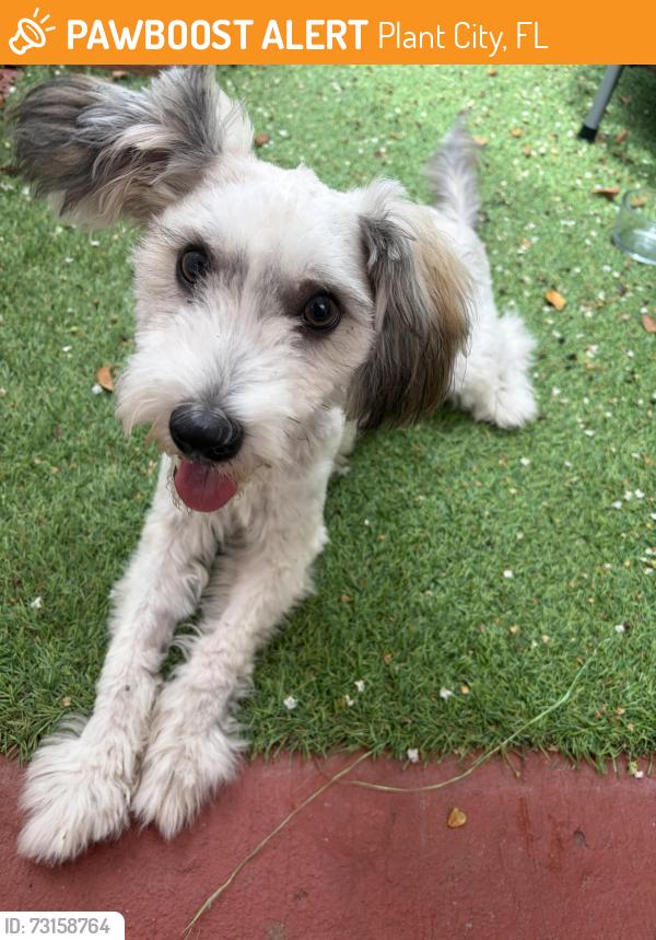 Rehomed Male Dog last seen Maki road near plant city high school, Plant City, FL 33563