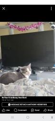Reunited Male Cat last seen Mellwood, Louisville, KY 40212