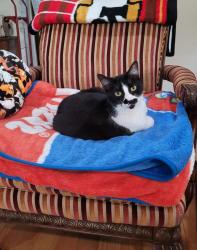 Reunited Female Cat last seen Oak Ridge Drive & Oakdale Drive (west of 75 just off of Legacy near golf course), Plano, TX 75025