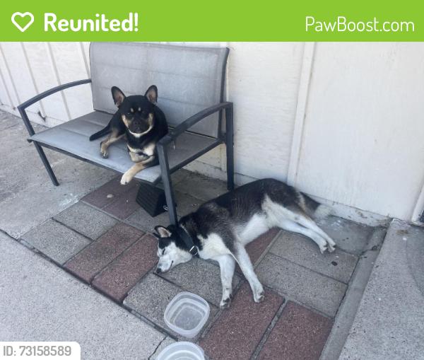 Reunited Unknown Dog last seen Monserate Ave, Chula Vista, CA, USA, Chula Vista, CA 91911