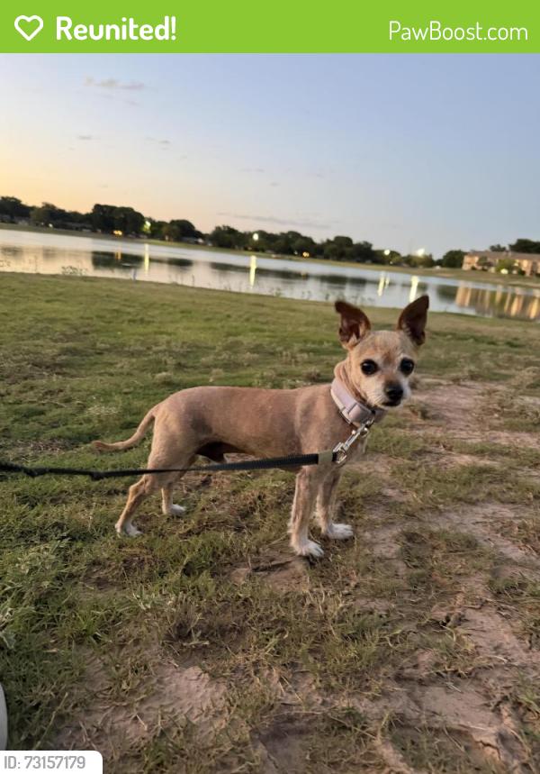 Reunited Male Dog last seen Gary Ave, Lubbock, TX 79413
