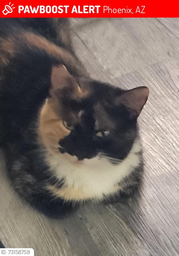 Lost Female Cat last seen 8th street and Hatcher, Phoenix, AZ 85020