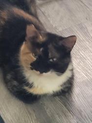Lost Female Cat last seen 8th street and Hatcher, Phoenix, AZ 85020