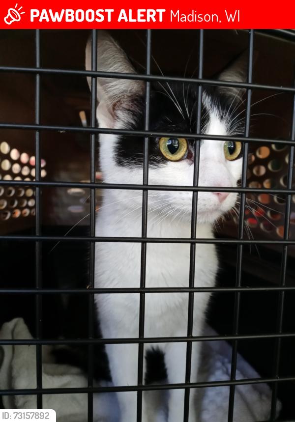 Lost Female Cat last seen Gammon Ln, near Elver park, Madison, wi, Madison, WI 53719
