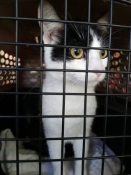 Lost Female Cat last seen Gammon Ln, near Elver park, Madison, wi, Madison, WI 53719