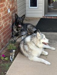 Found/Stray Unknown Dog last seen Avenue P & 76th, Lubbock, TX 79423