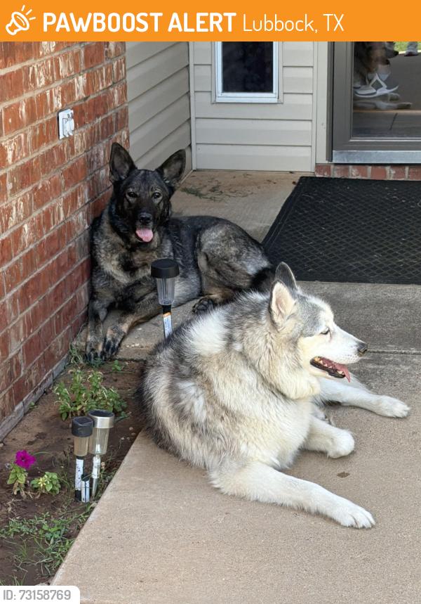Found/Stray Unknown Dog last seen Avenue P & 76th, Lubbock, TX 79423