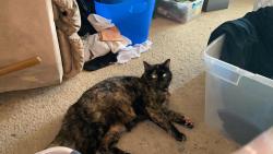 Lost Female Cat last seen Dana Mesa/Del Obispo, San Juan Capistrano, CA 92675