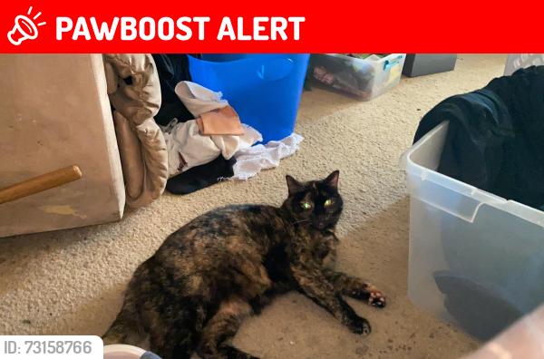 Lost Female Cat last seen Dana Mesa/Del Obispo, San Juan Capistrano, CA 92675