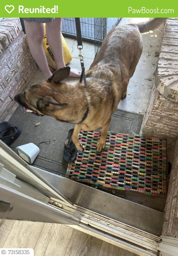 Reunited Male Dog last seen Still Brooke and Bison Trail, Albuquerque, NM 87120