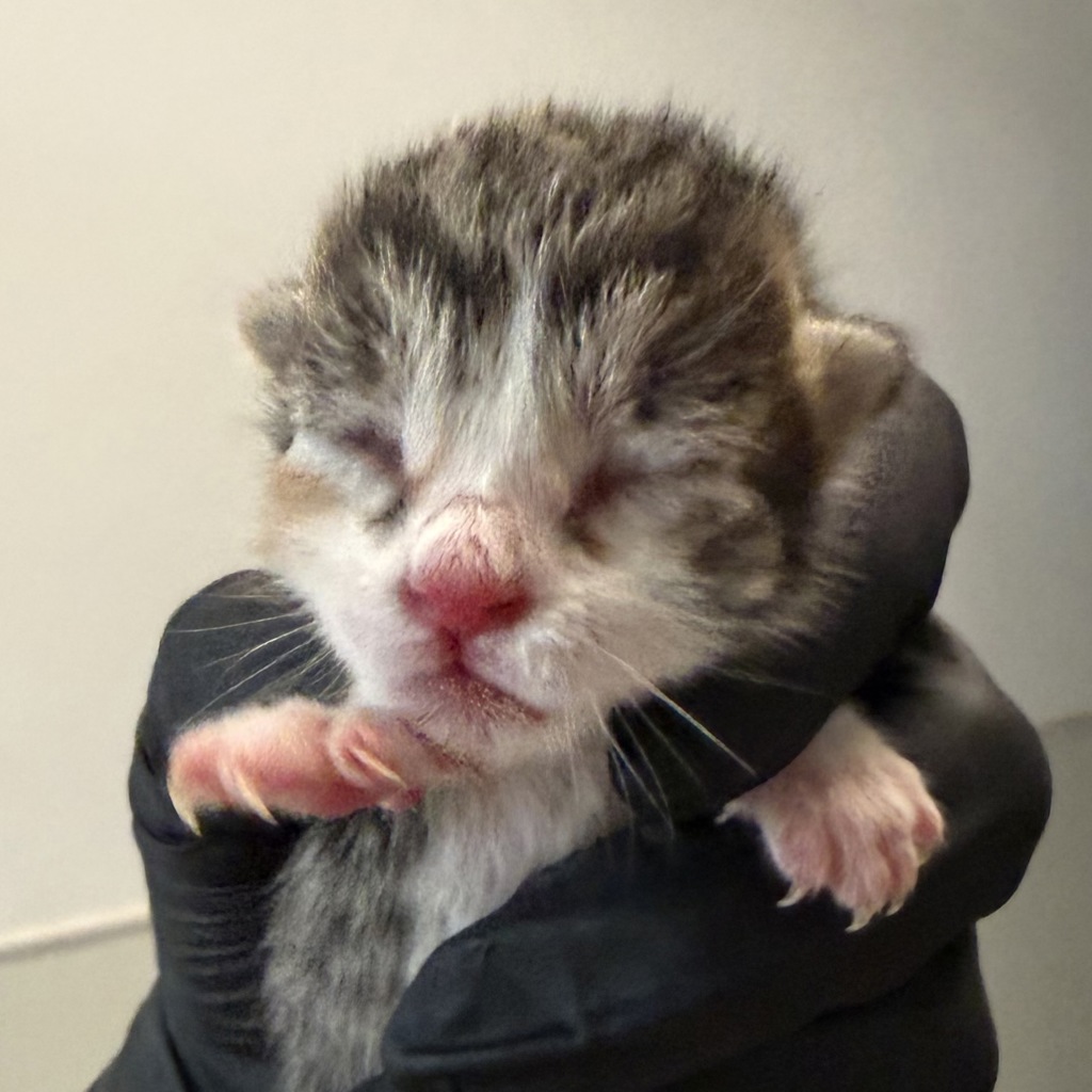 Shelter Stray Female Cat last seen San Diego, CA, 92116, 5500 Gaines St, San Diego, CA 92110, USA