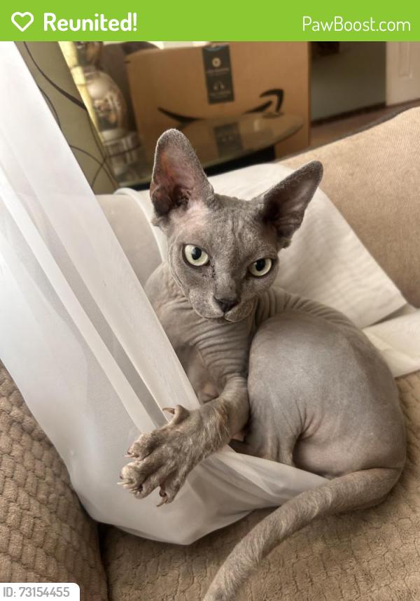 Reunited Male Cat last seen Potter st, Frederick pl, Wood Dale, IL 60191