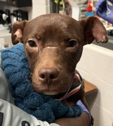 Shelter Stray Male Dog last seen Piedmont Ridge Circle, RALEIGH, NC, 27616, 820 Beacon Lake Dr, Raleigh, NC 27610, USA