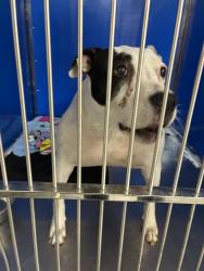 Shelter Stray Female Dog last seen Near E 4th Avenue, SPOKANE, WA, 99202, 6815 E Trent Ave, Spokane, WA 99212, USA