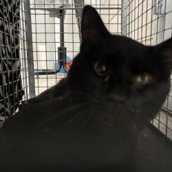 Shelter Stray Male Cat last seen Apt 1,1405 SE 1st Street, DES MOINES, IA, 50315, Des Moines, IA 50313