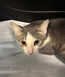 Shelter Stray Male Cat last seen Will update, BRONX, NY, 10457, 326 E 110th St, New York, NY 10029, USA