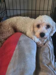 Found/Stray Female Dog last seen N Jones st, Baytown, TX 77520