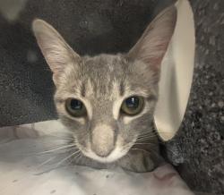 Shelter Stray Female Cat last seen Will update, BRONX, NY, 10457, 326 E 110th St, New York, NY 10029, USA