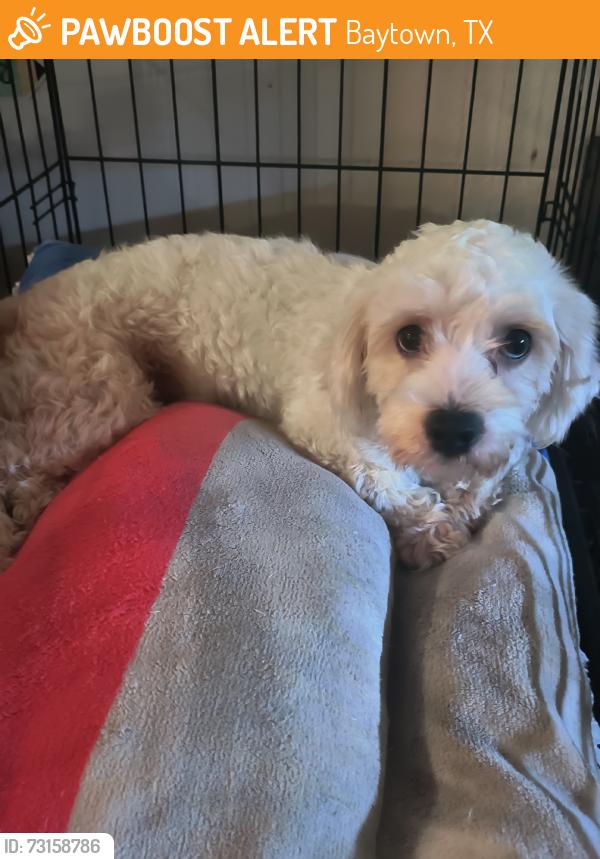Found/Stray Female Dog last seen N Jones st, Baytown, TX 77520