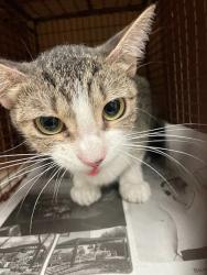 Shelter Stray Unknown Cat last seen Near Century Oaks Terrace, AUSTIN, TX, 78758, 7201 Levander Loop bldg a, Austin, TX 78702, USA
